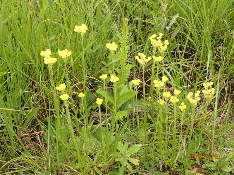 Helichrysum longifolium photo 6