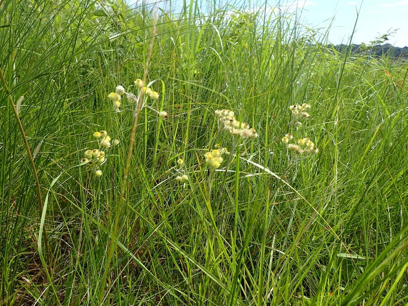Helichrysum longifolium photo 7