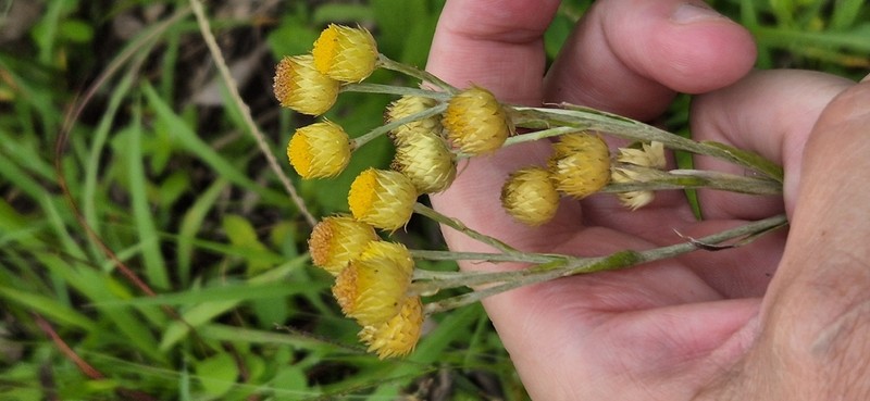 Helichrysum longifolium photo 8