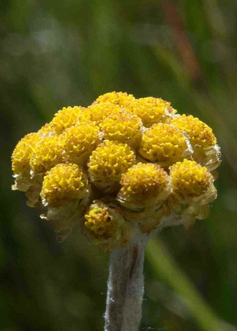 Helichrysum longinquum