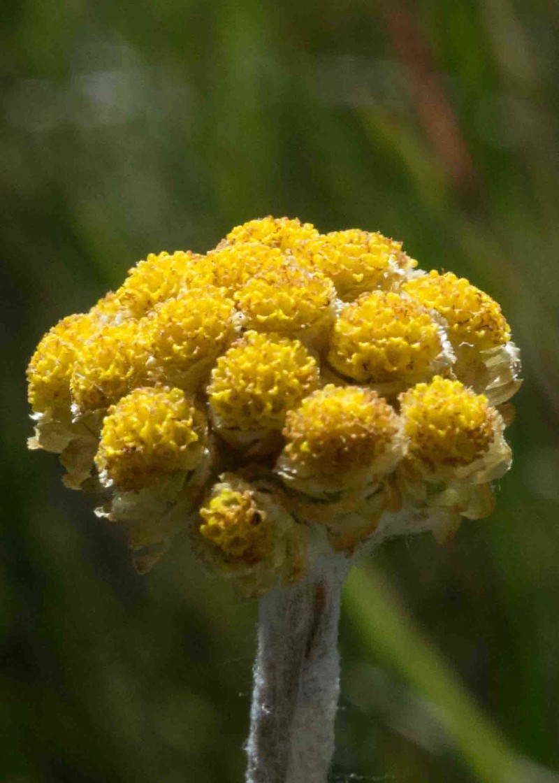 Helichrysum longinquum photo 2