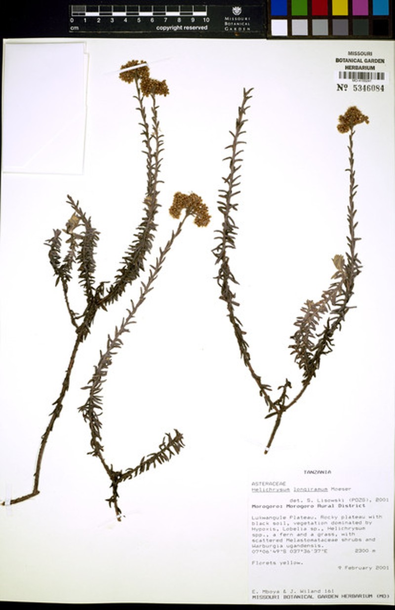 Helichrysum longiramum