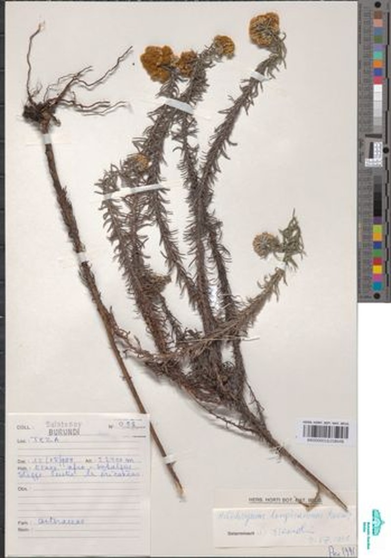 Helichrysum longiramum photo 2