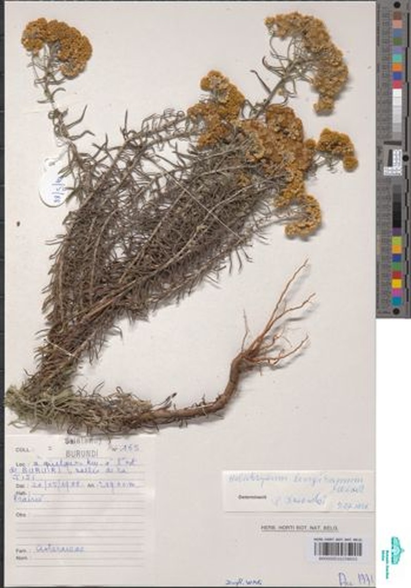 Helichrysum longiramum photo 3