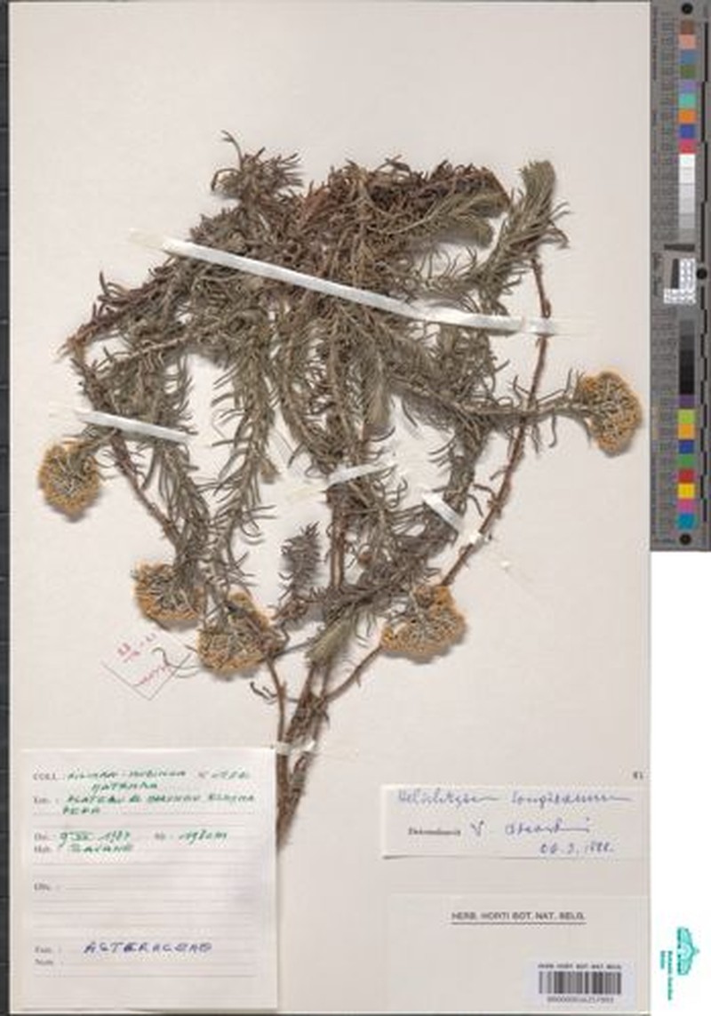 Helichrysum longiramum photo 4
