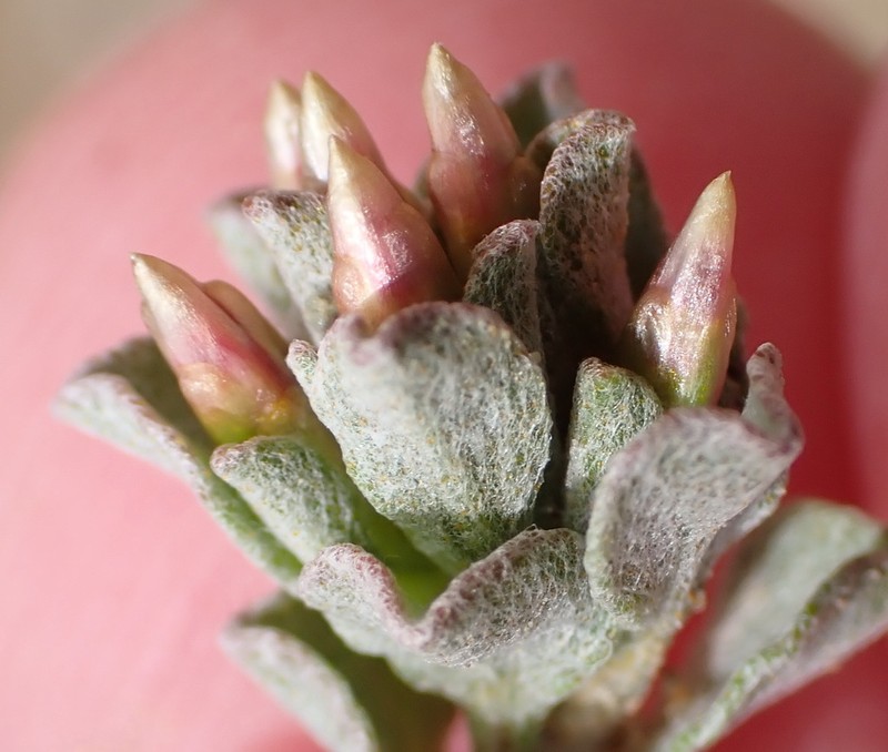 Helichrysum lucilioides