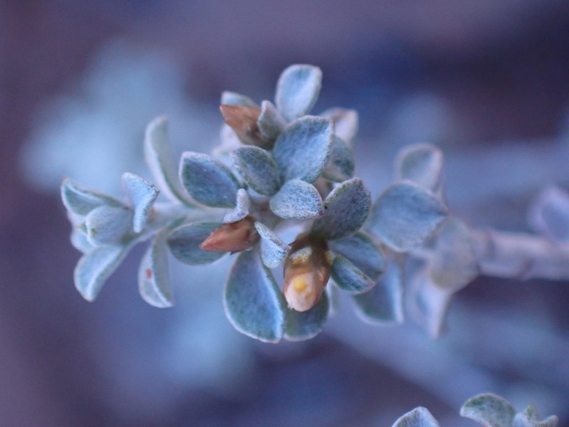 Helichrysum lucilioides photo 2