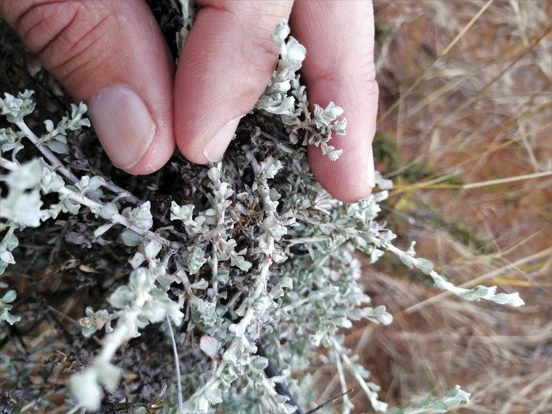 Helichrysum lucilioides photo 3