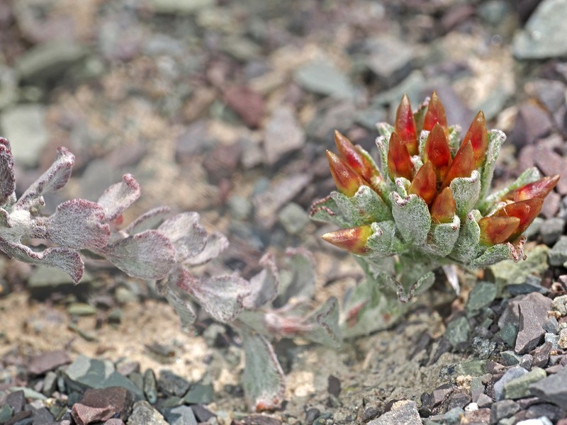 Helichrysum lucilioides photo 4