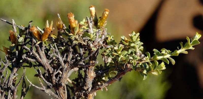 Helichrysum lucilioides photo 5