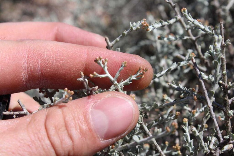 Helichrysum lucilioides photo 6