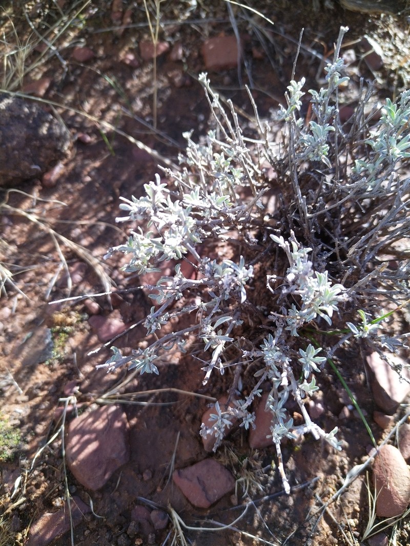 Helichrysum lucilioides photo 7