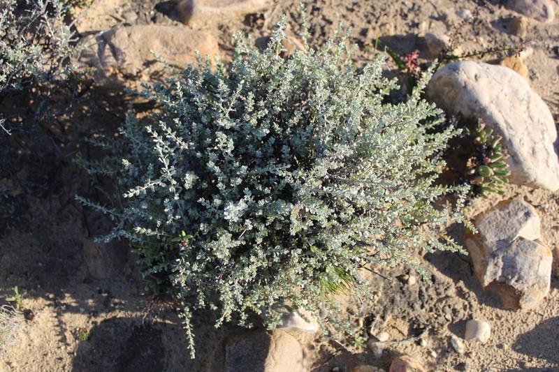 Helichrysum lucilioides photo 8