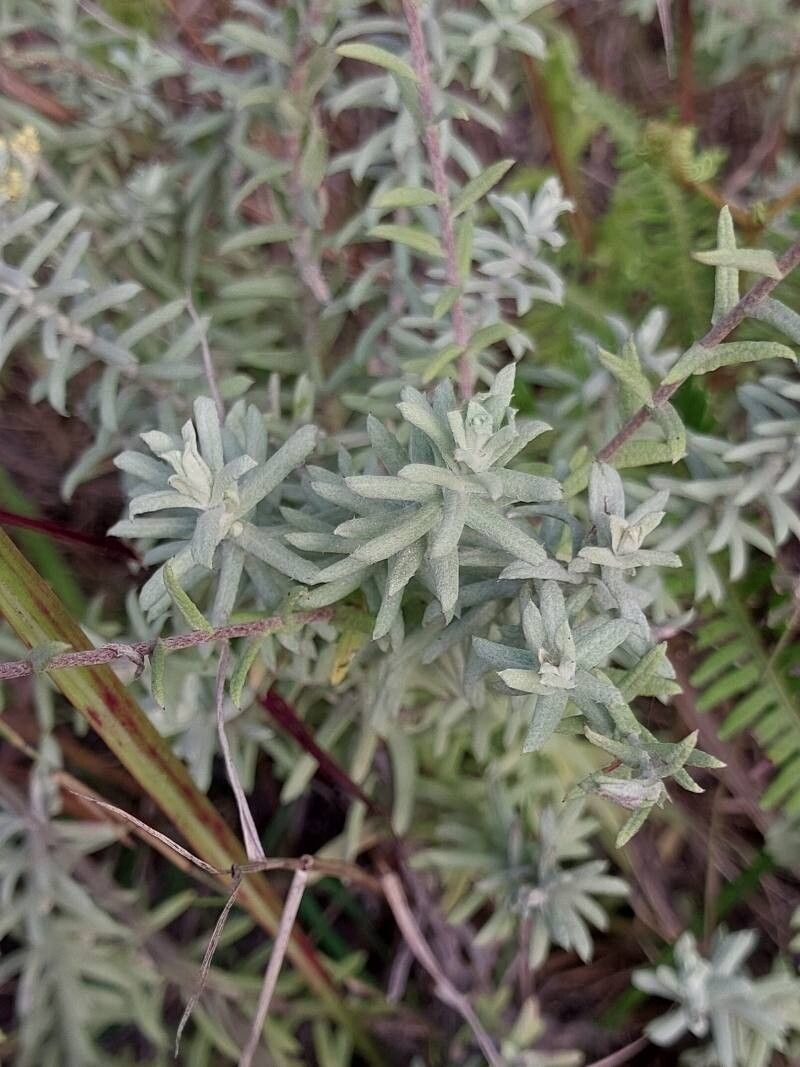 Helichrysum luzulifolium