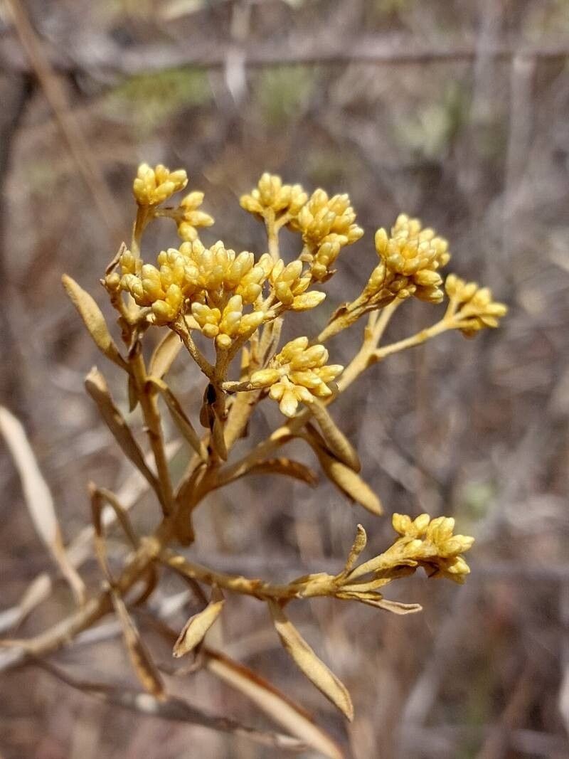 Helichrysum luzulifolium photo 2