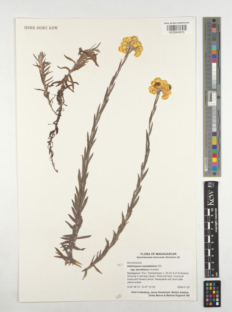 Helichrysum luzulifolium photo 3