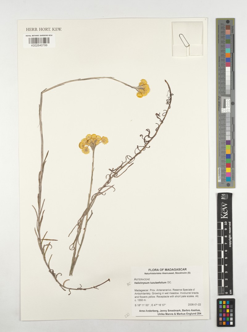 Helichrysum luzulifolium photo 4