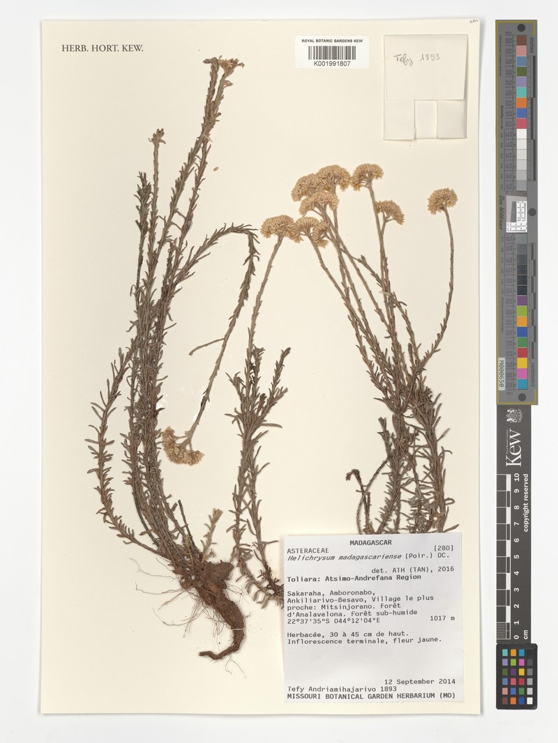 Helichrysum madagascariense
