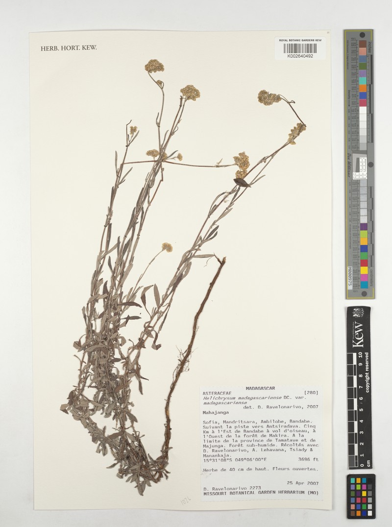 Helichrysum madagascariense photo 3