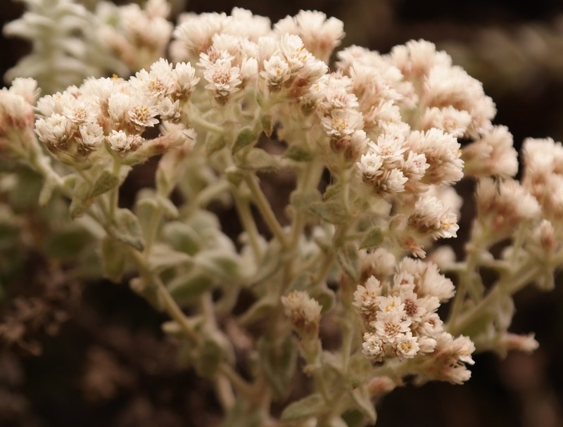 Helichrysum maestum