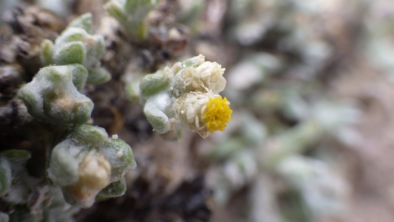 Helichrysum mahafaly