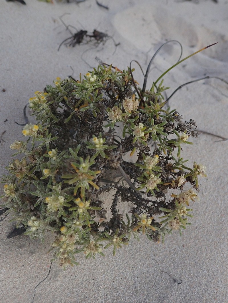 Helichrysum mahafaly photo 2