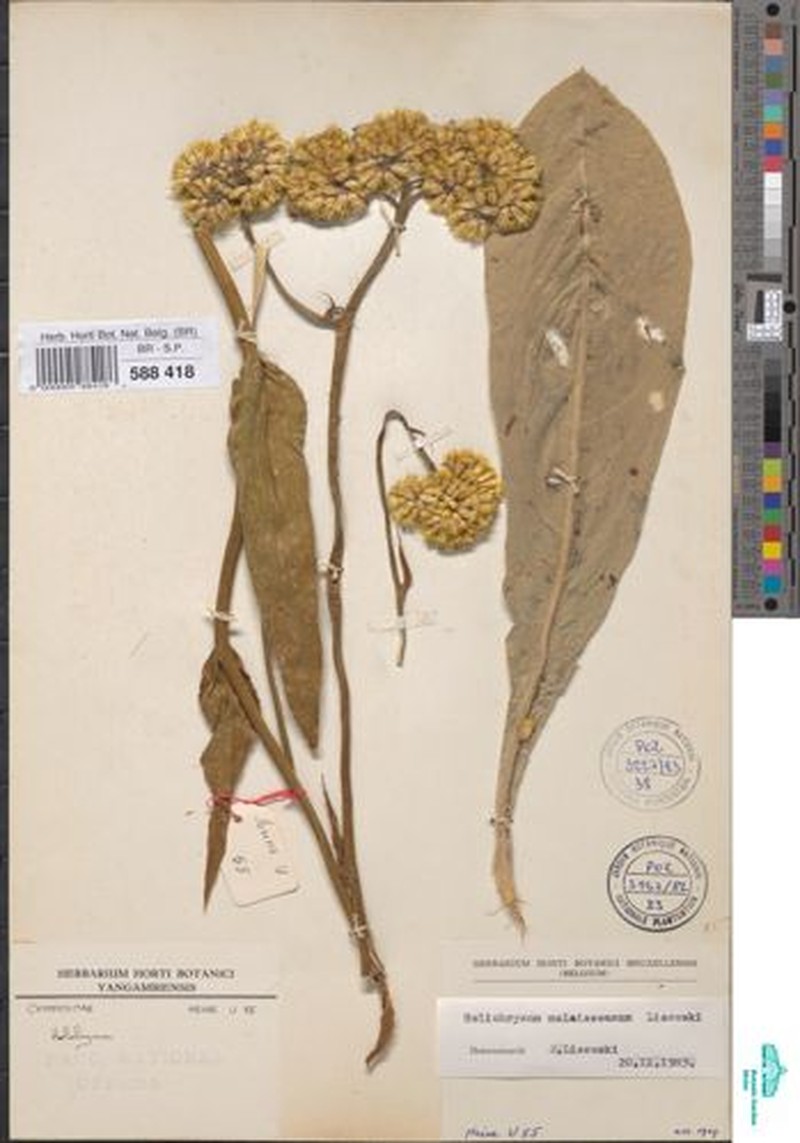 Helichrysum malaisseanum photo 2