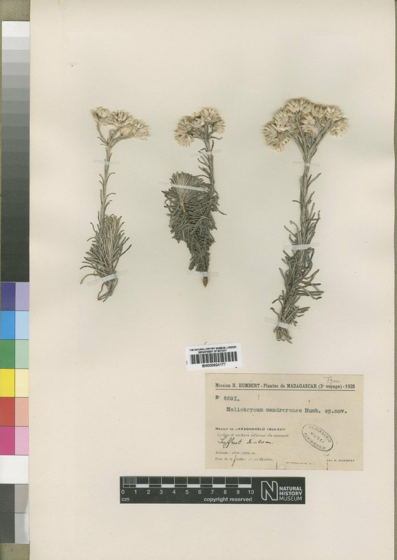 Helichrysum mandrarense