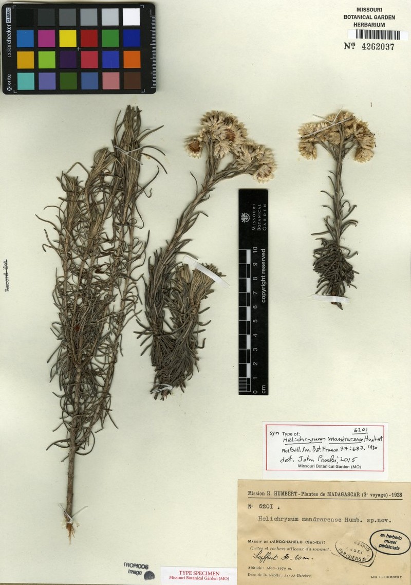 Helichrysum mandrarense photo 2