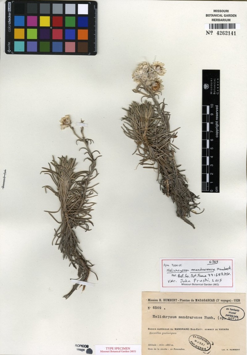 Helichrysum mandrarense photo 3