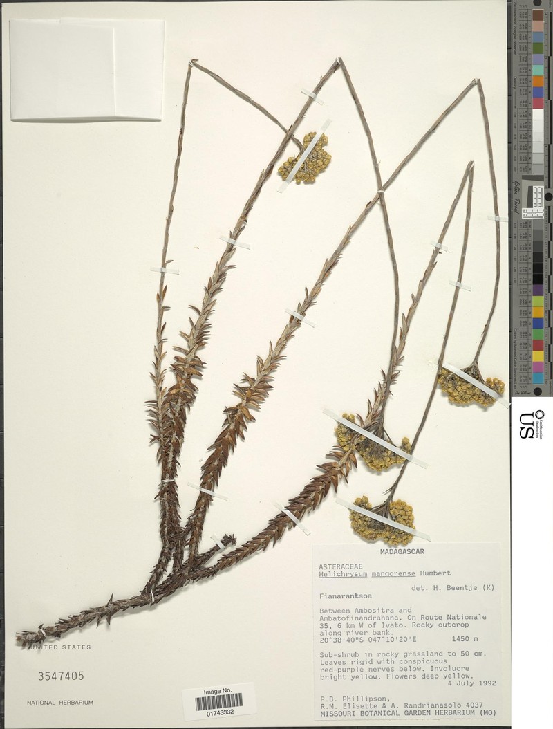 Helichrysum mangorense