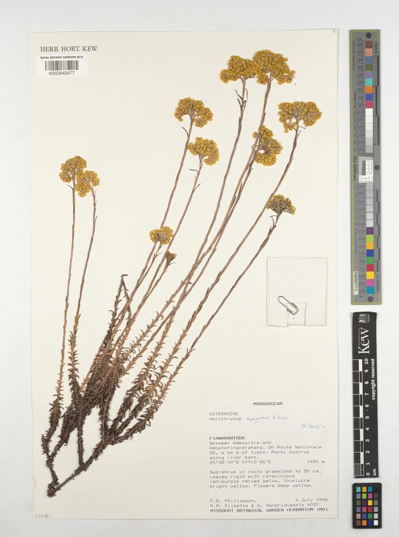 Helichrysum mangorense photo 2