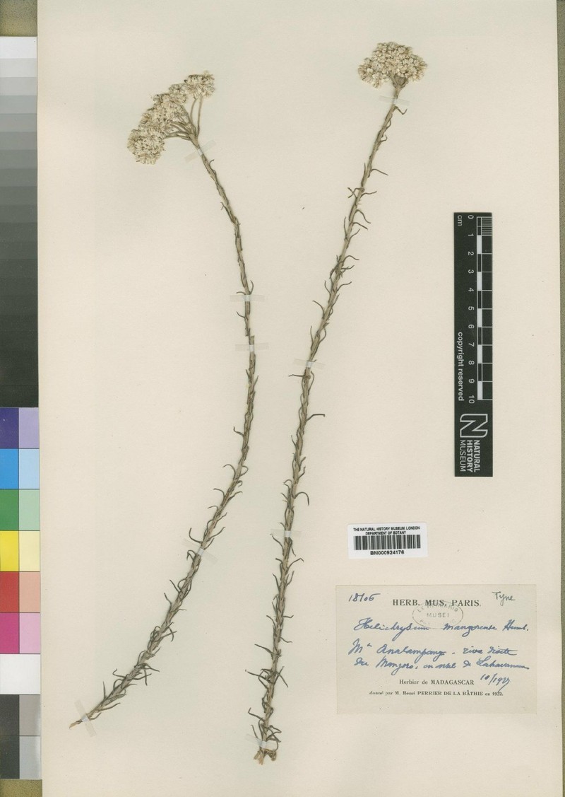 Helichrysum mangorense photo 3