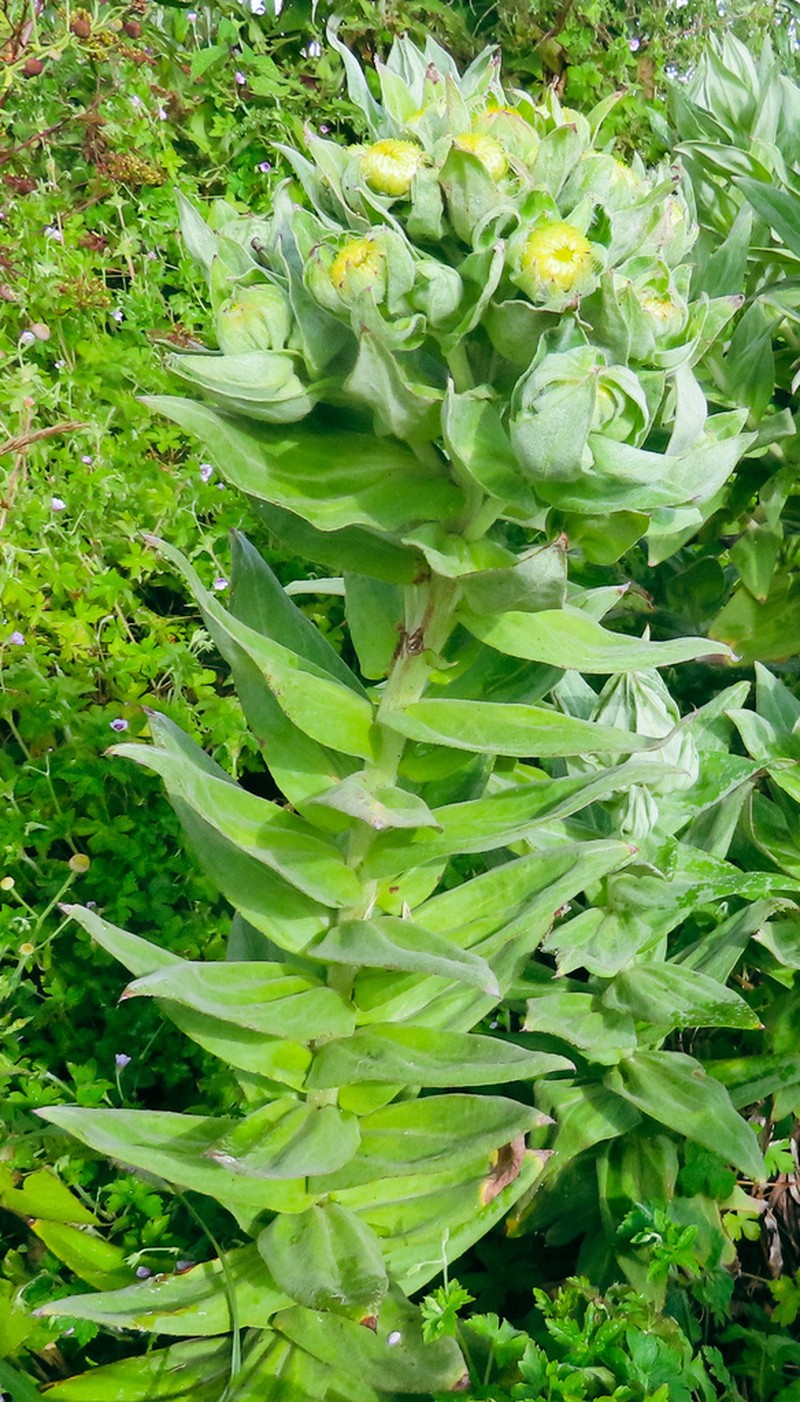 Helichrysum mannii photo 2