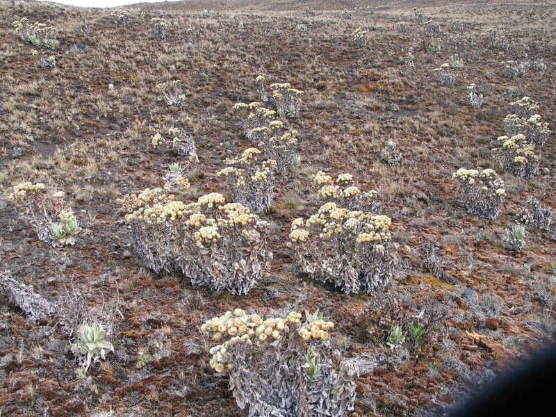 Helichrysum mannii photo 3