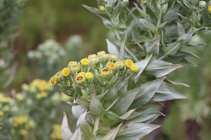 Helichrysum mannii photo 4