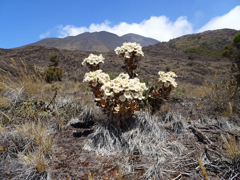 Helichrysum mannii photo 5