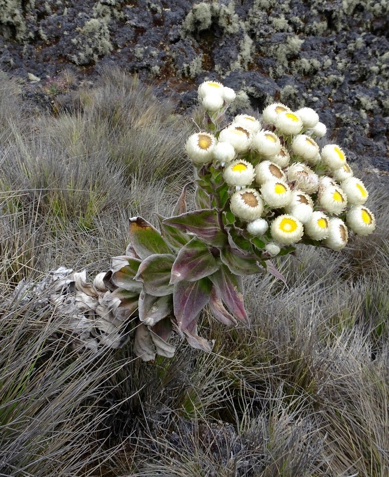 Helichrysum mannii photo 6