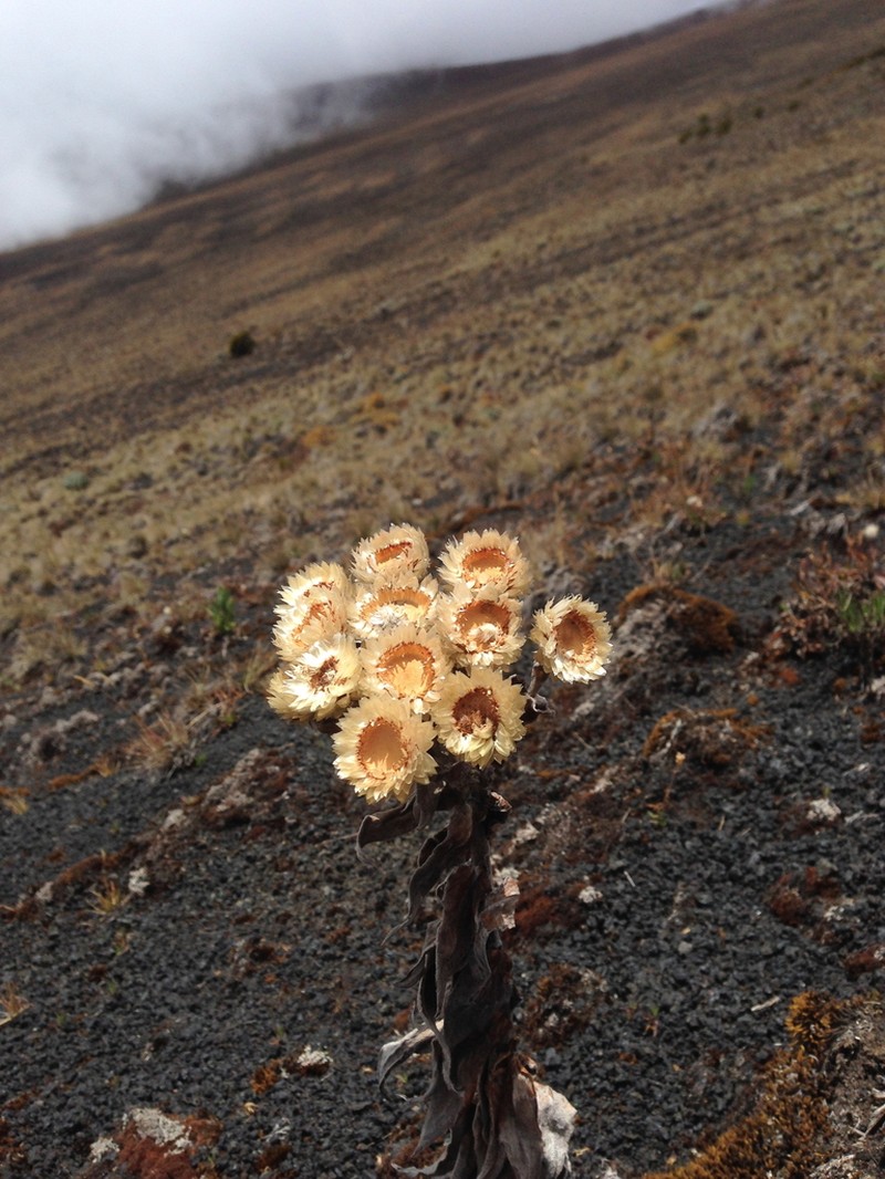 Helichrysum mannii photo 7