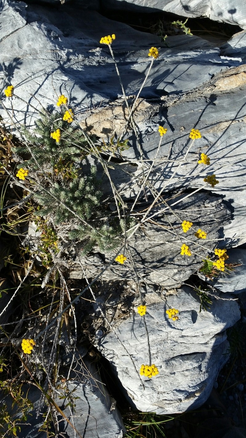 Helichrysum manopappoides
