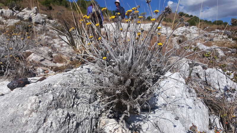 Helichrysum manopappoides photo 3