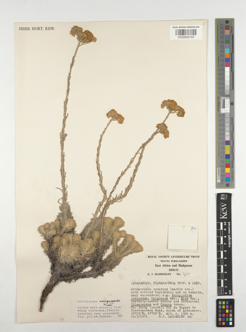 Helichrysum manopappoides photo 5
