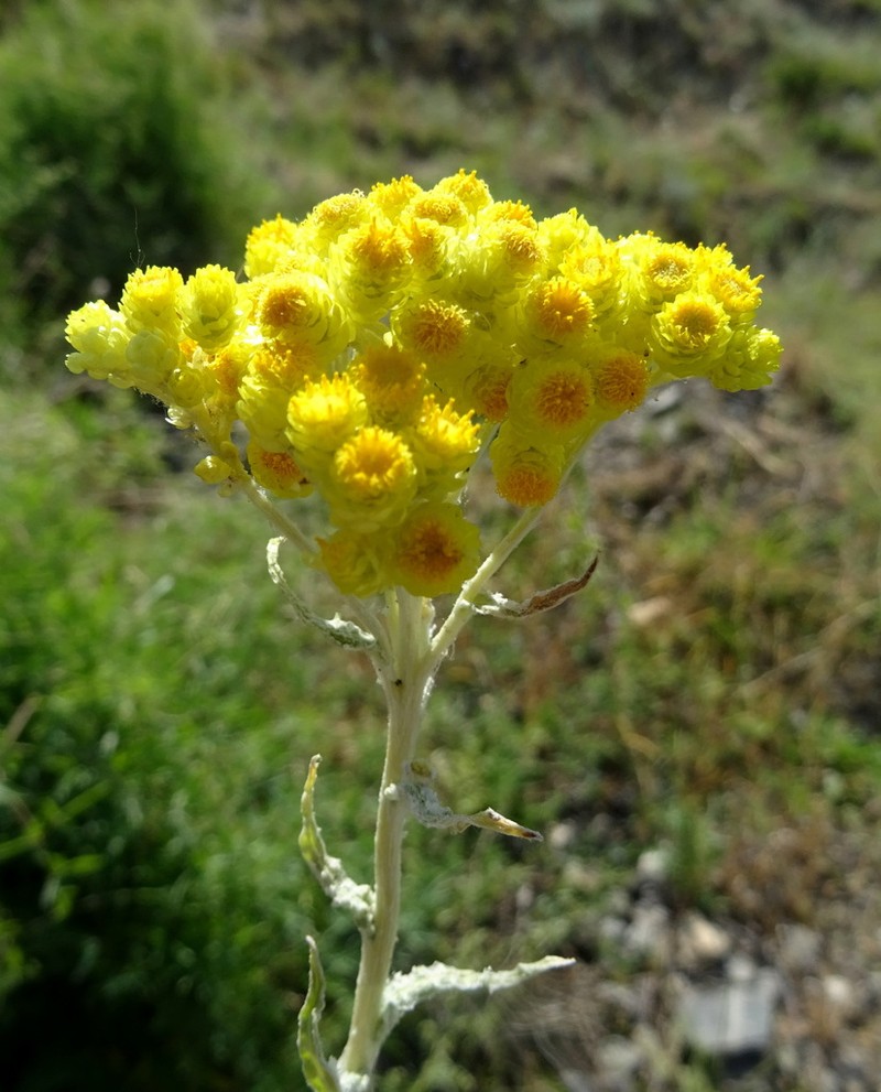 Helichrysum maracandicum