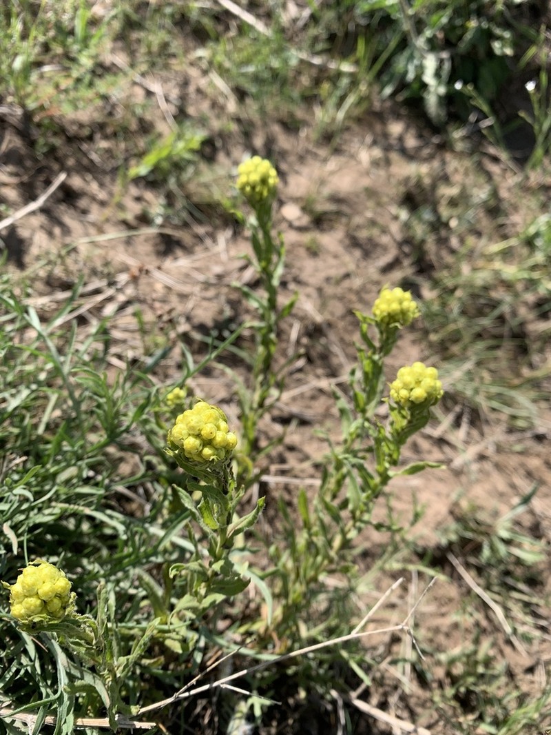 Helichrysum maracandicum photo 2