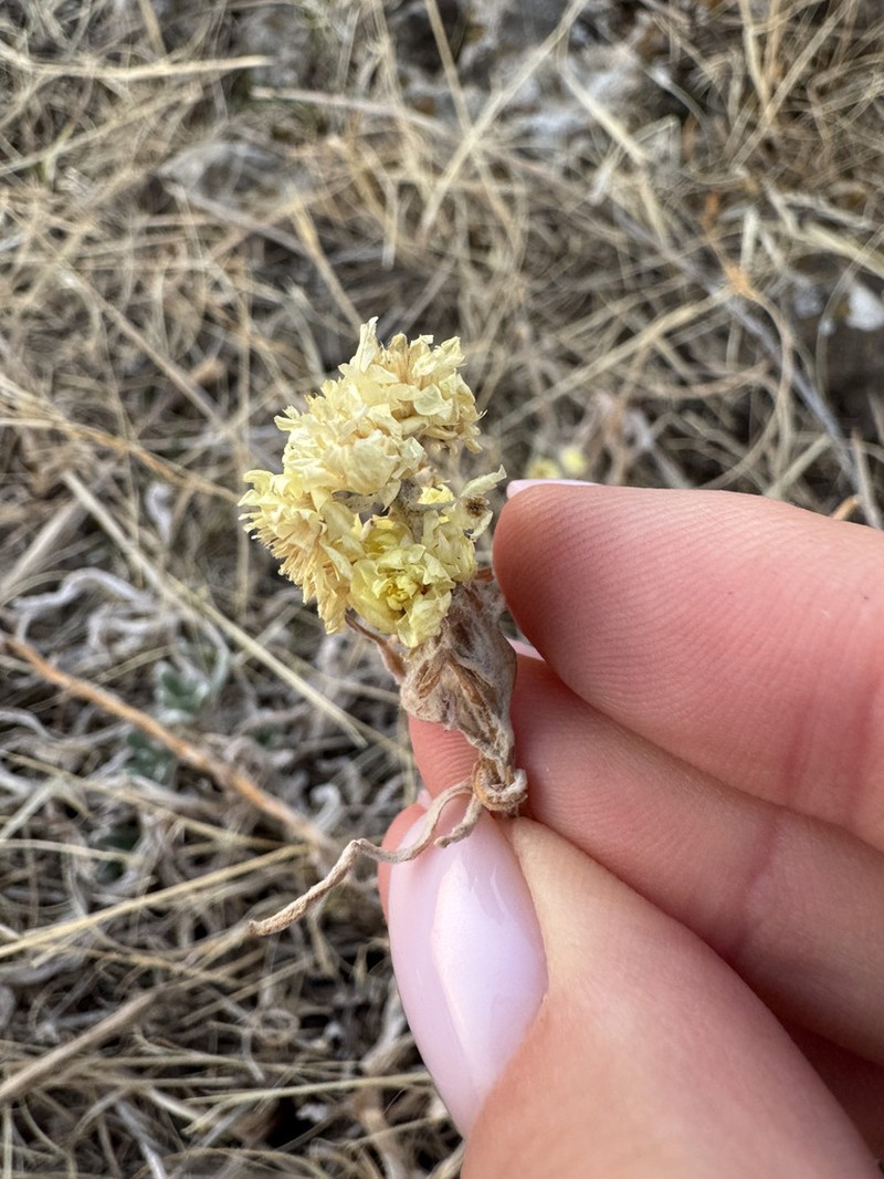 Helichrysum maracandicum photo 3