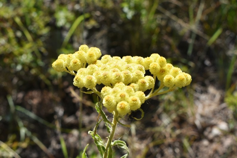 Helichrysum maracandicum photo 4