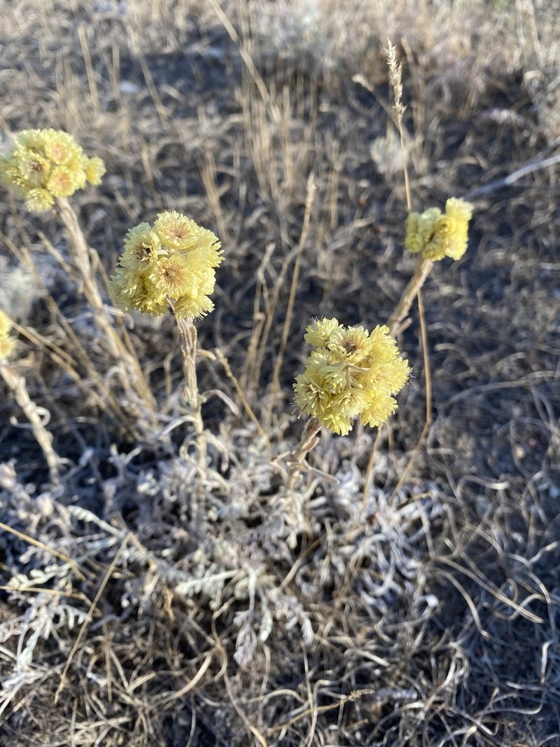 Helichrysum maracandicum photo 5