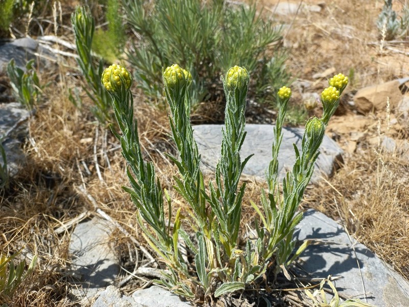 Helichrysum maracandicum photo 6