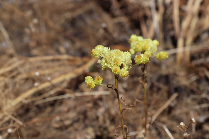 Helichrysum maracandicum photo 7