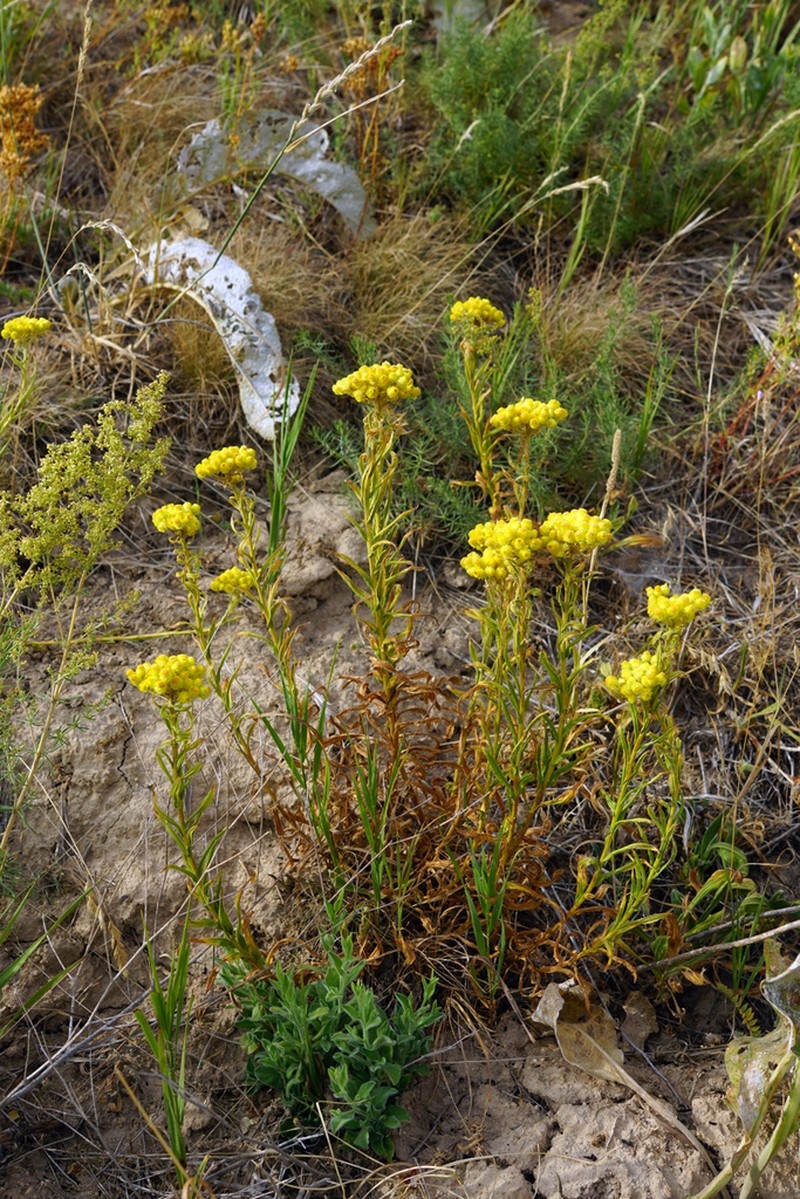 Helichrysum maracandicum photo 8